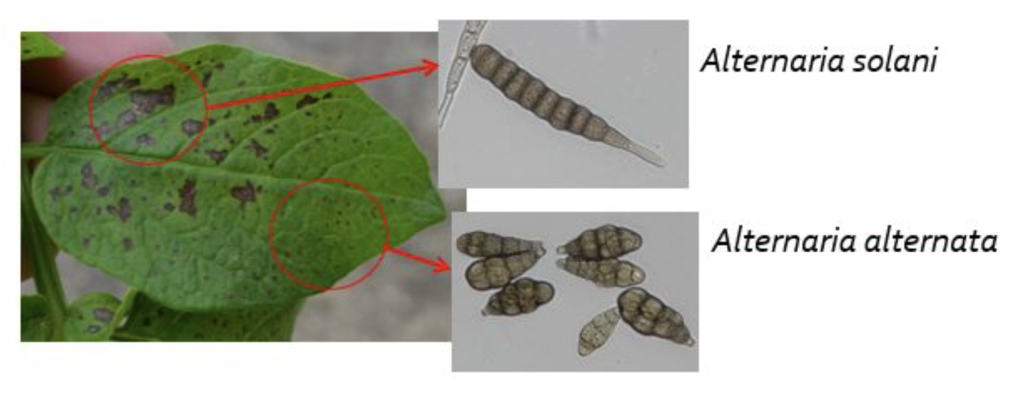Potato brown spot foliar lesions and associated pathogens