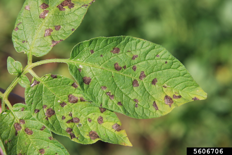 early blight lesions on a potato leaf