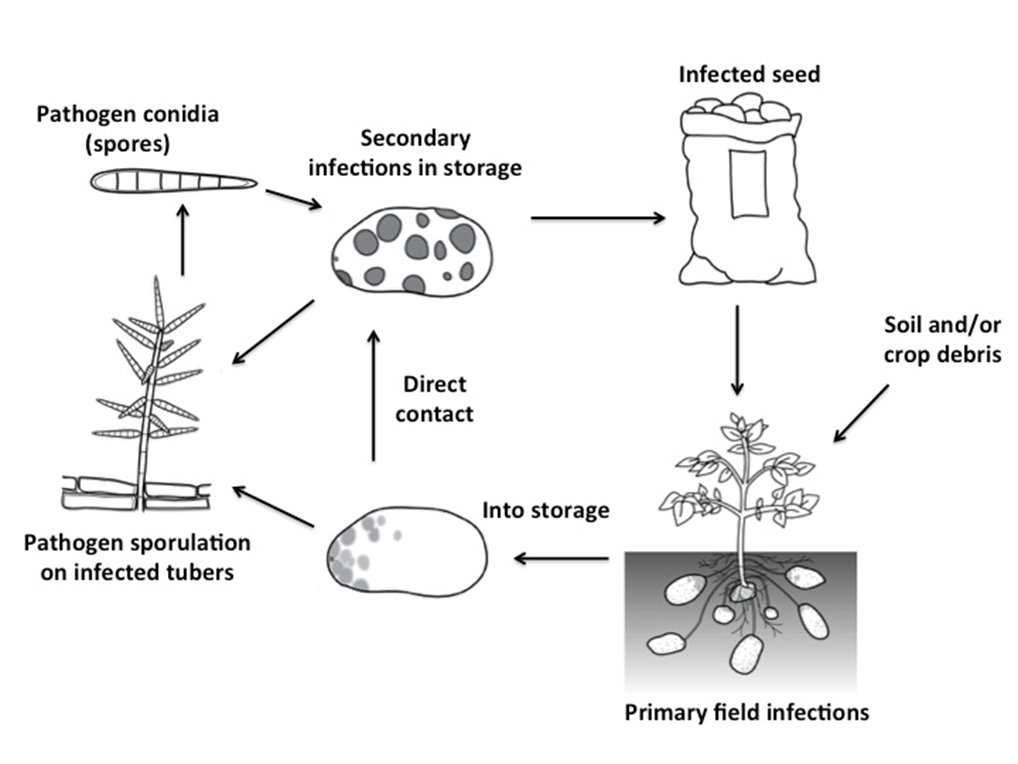 Disease Cycle of Potato Silver Scurf