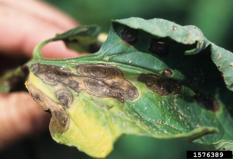tomato early blight symptoms