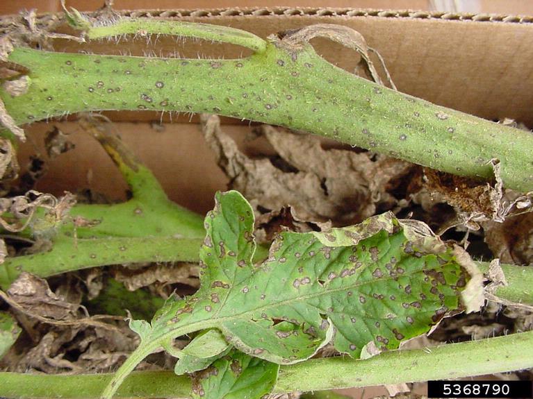 Septoria leaf spot symptoms on tomato leaves and stem