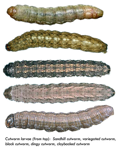 larvae of several cutworm species