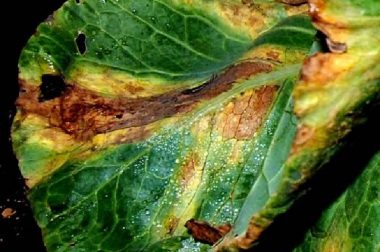 brassica black rot symptoms on a leaf