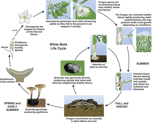 white mold disease cycle illustration