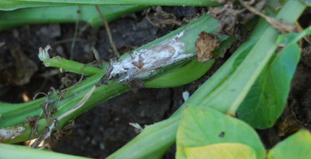 image of white mold symptoms on a potato stem