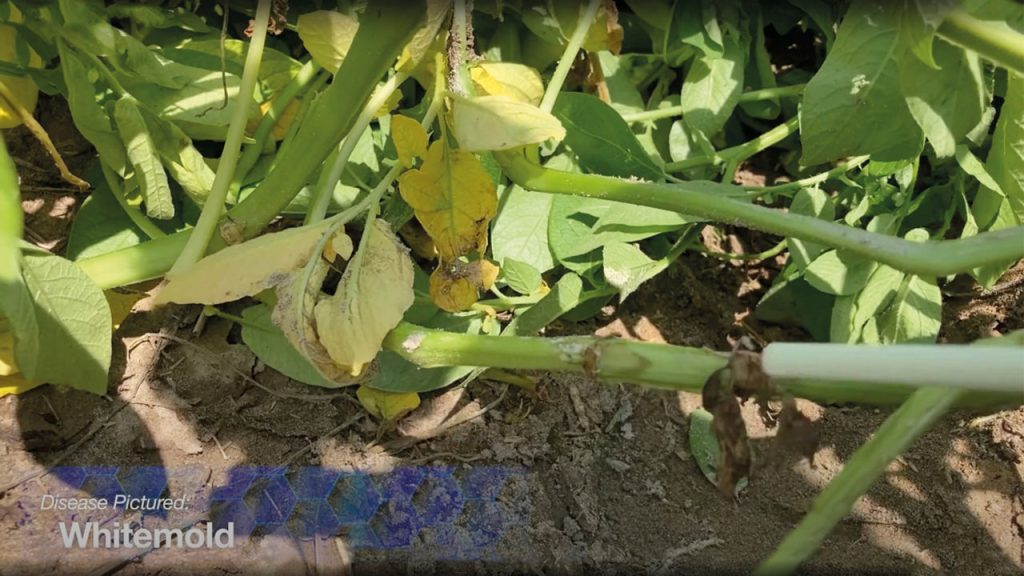 Potato white mold symptoms