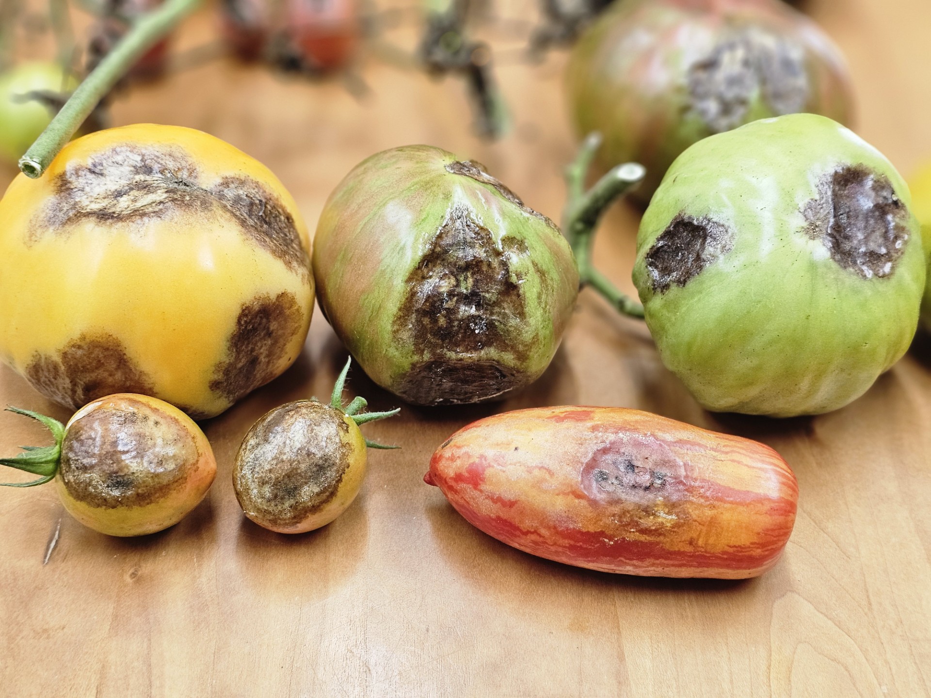 tomatoes with late blight