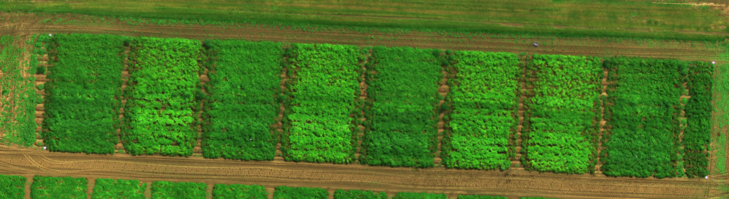 Drone photo of variable nitrogen trial