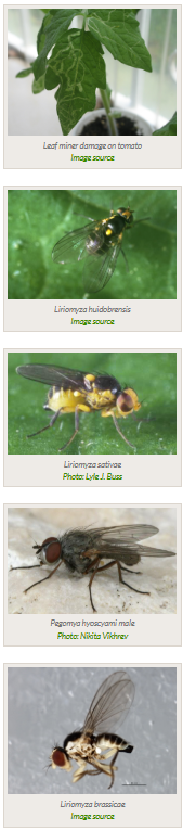 leaf miner photo gallery