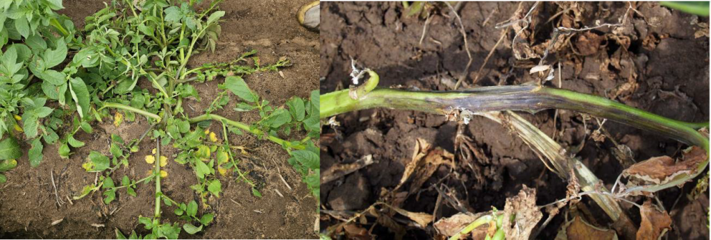 Blackleg symptoms on potato