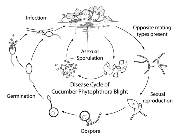disease cycle sketch for phytophthora