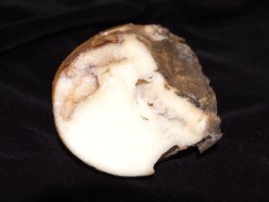 bacterial soft rot symptoms