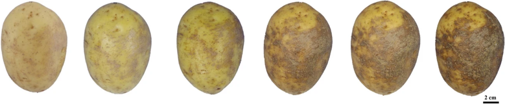 black dot symptoms on potato tubers