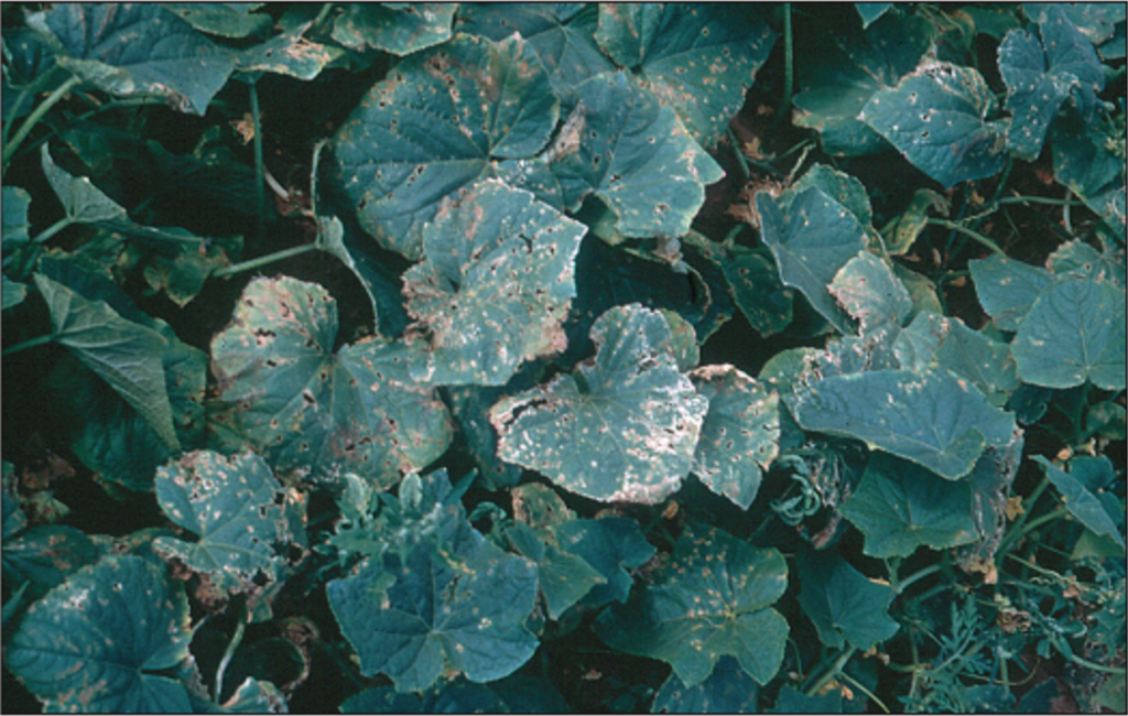 angular leaf spot symptoms on cucurbit