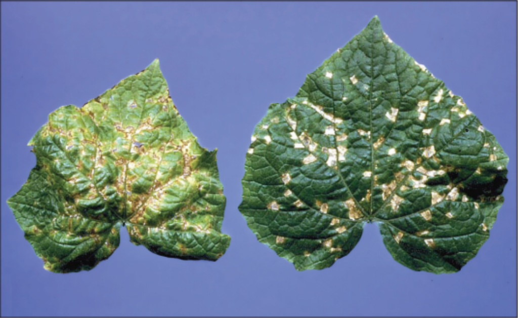 angular leaf spot lesions on cucurbit leaf