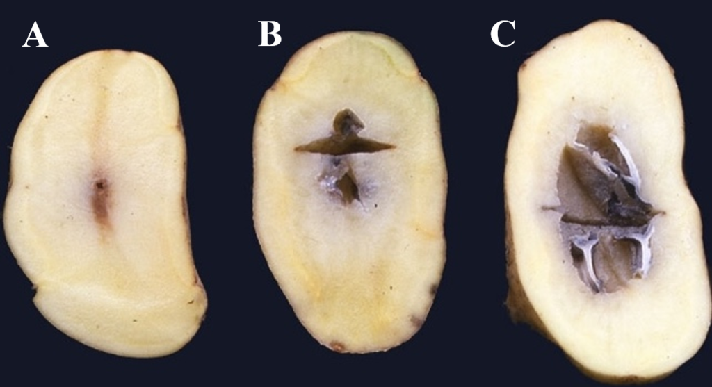 Internal potato tuber defects: Hollow heart and heat necrosis