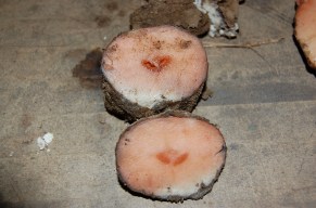 Pink rot symptoms on potato tubers