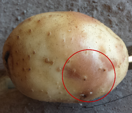 Symptoms of pink eye of potato