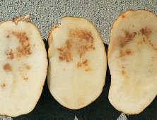 Symptoms of heat necrosis