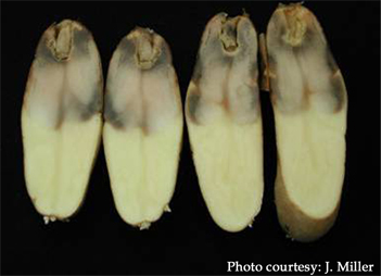 pythium leak symptoms on potato tubers