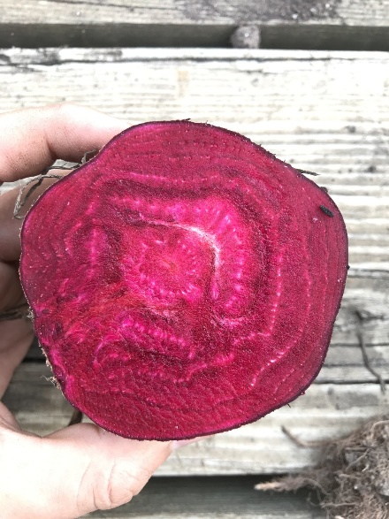 beet with Rhizomania cut in half