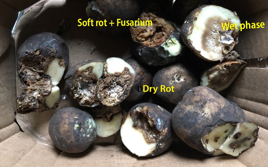 sever kinds of potato tuber rot