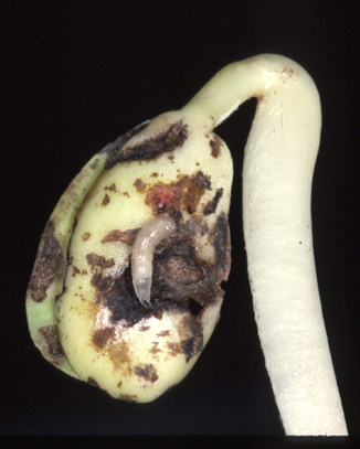 seedling with maggot