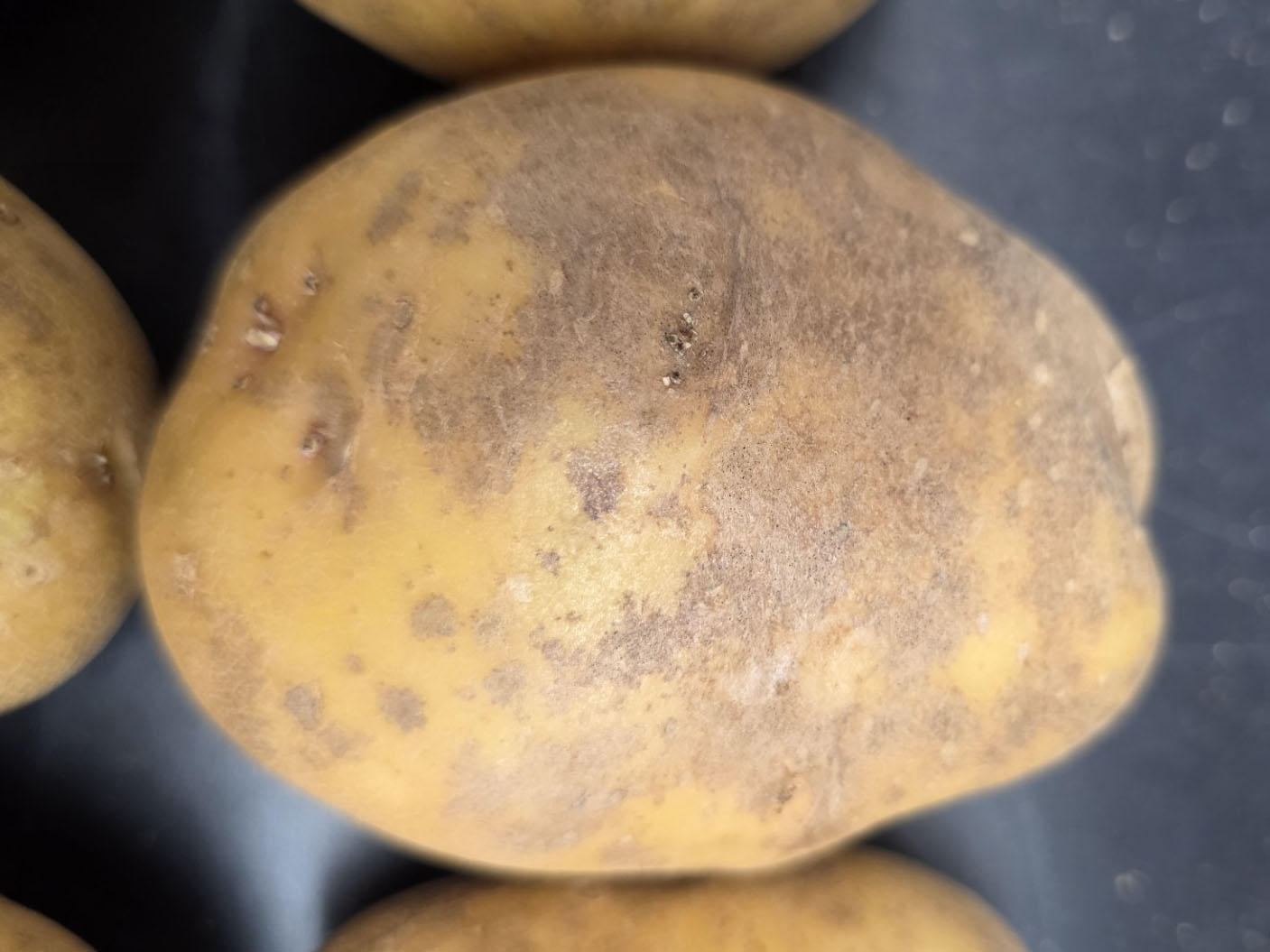 potato tuber with black dot