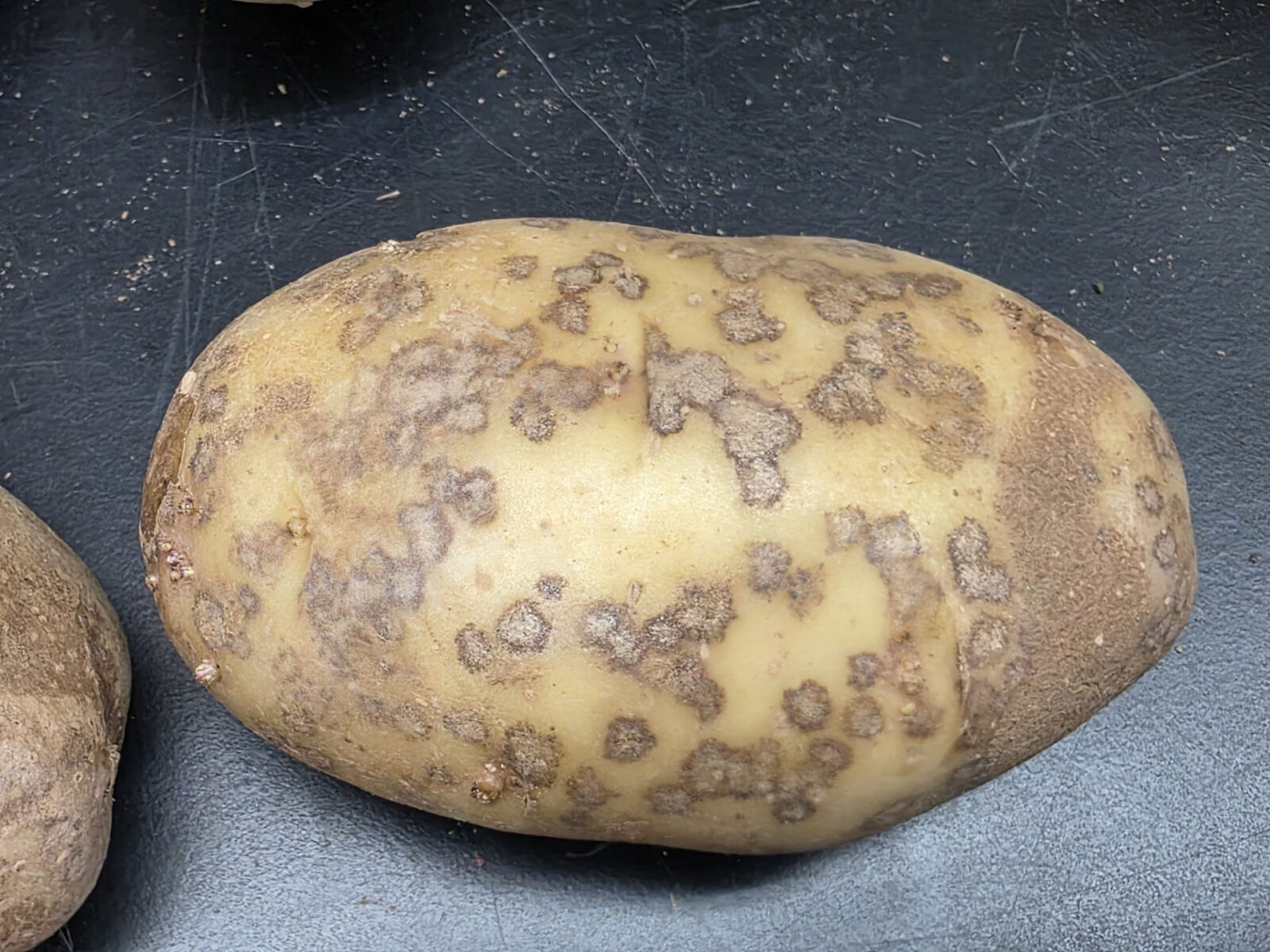silver scurf symptoms on potato tuber