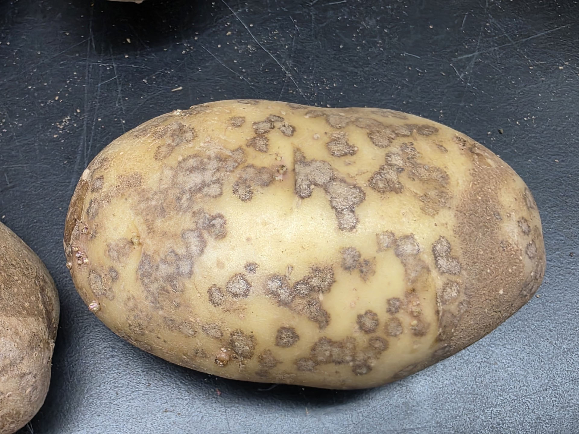 Vegetable Crop Update – May 10, 2026