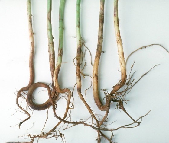 photo of disease symptoms