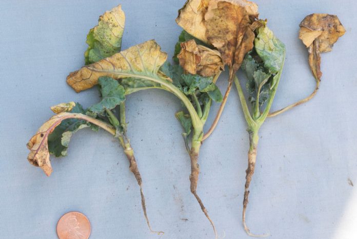 disease symptoms on cauliflower