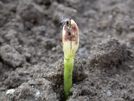 small seedling emerging from soil with seedcorn maggot damage