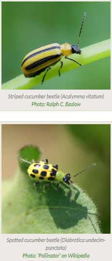 cucumber beetle adults