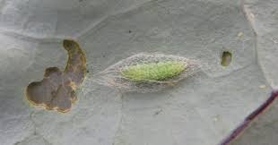 close image of moth pupa