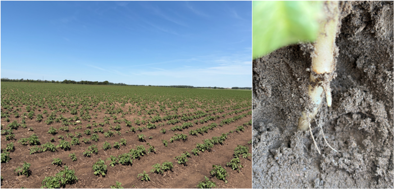 Vegetable Crop Update – Jun 7, 2026