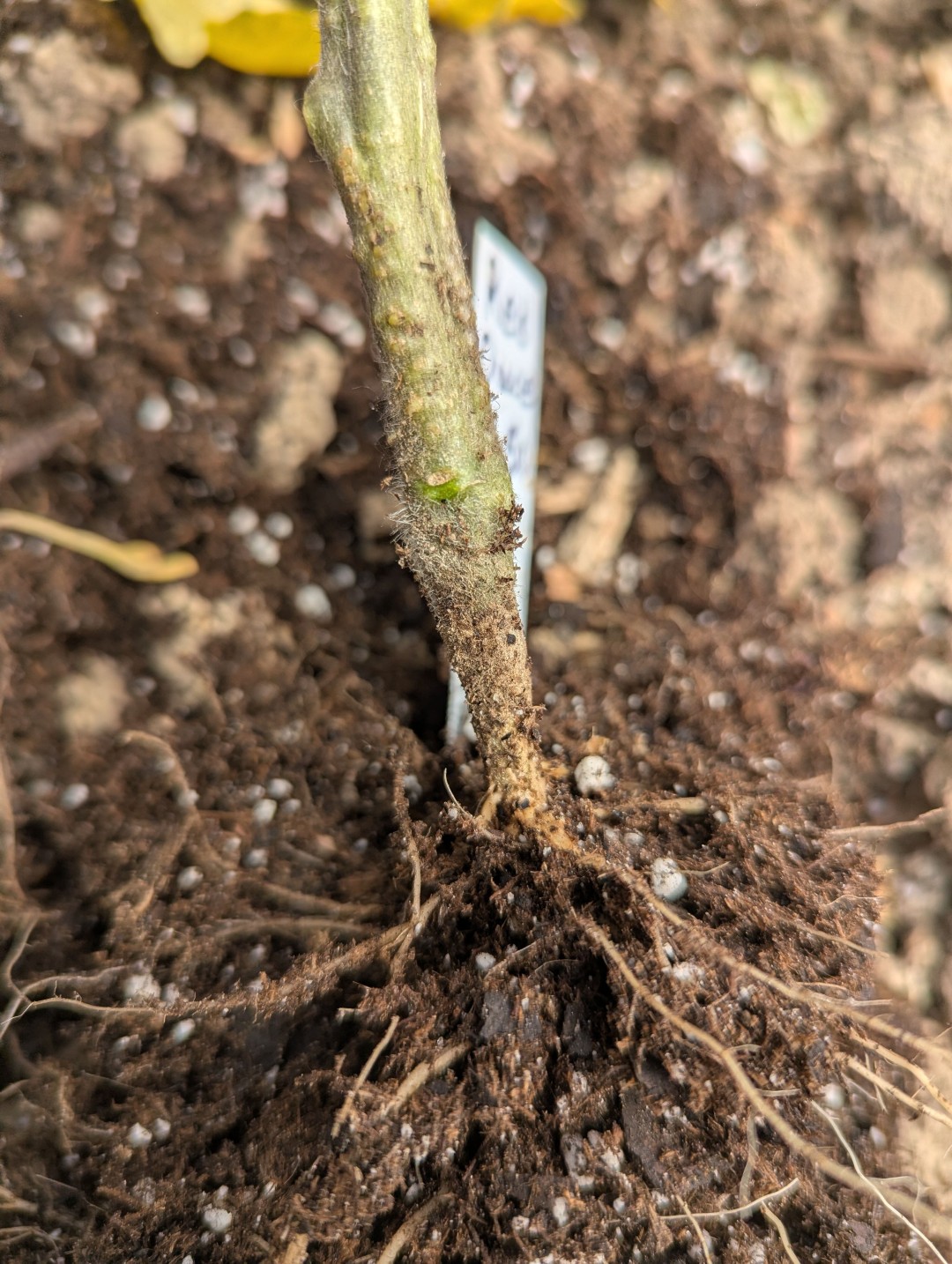 Vegetable Crop Update – May 31, 2026