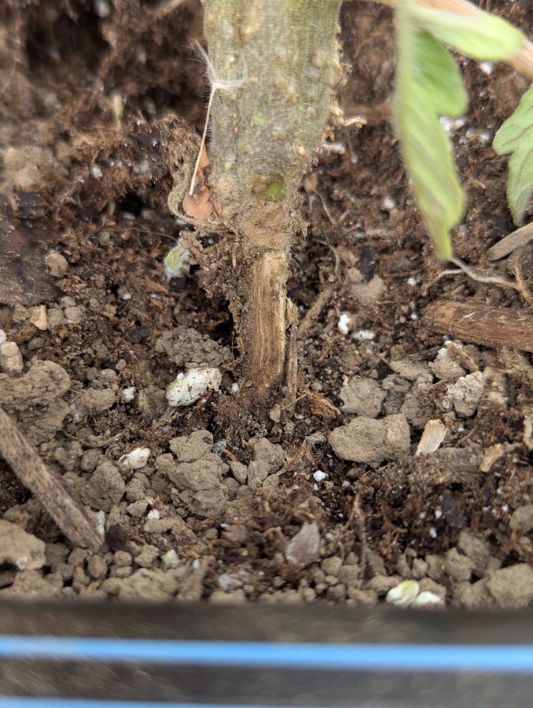 close up image of tomato stem with rhizoctonia symptoms