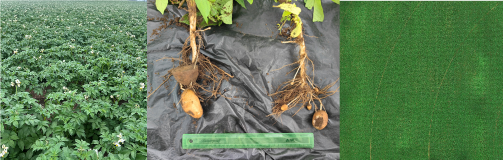 gallery of potato field, dug plants, and aerial image