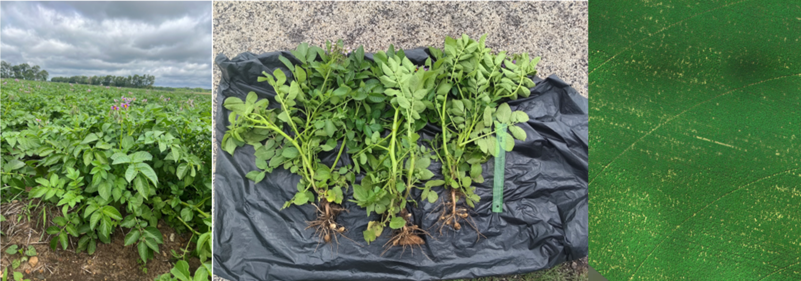 gallery: potato field, potato dig, aerial image