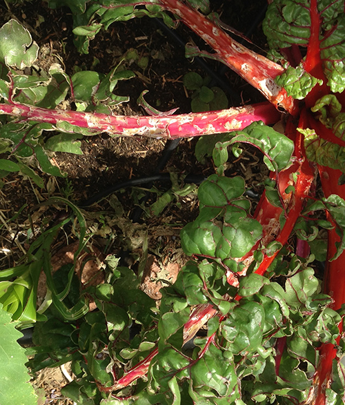 chard hail damage
