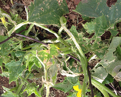 cucumber hail damage