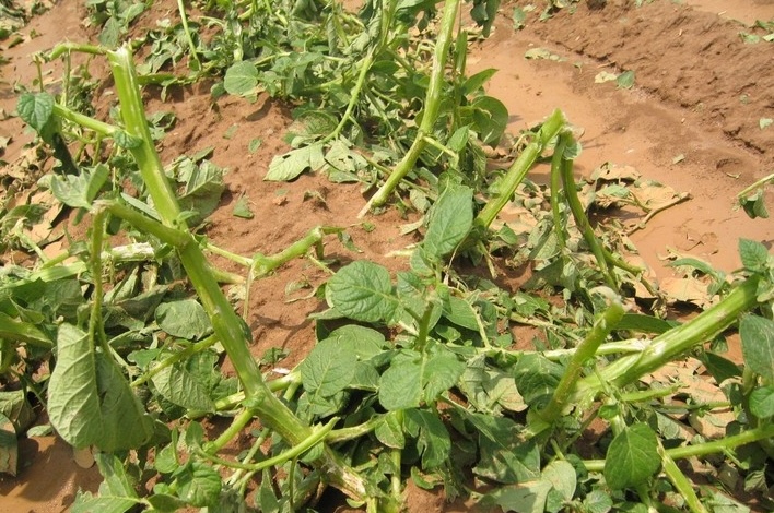 Vegetable Crop Update – Jul 5, 2026