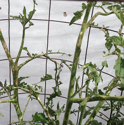 tomato hail damage