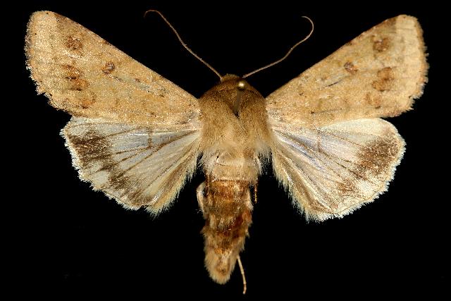 Corn earworm adult moth