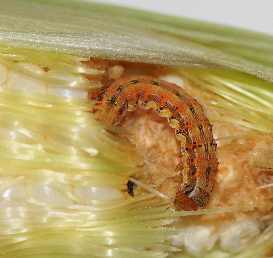 corn earworm larva