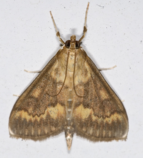 european corn borer adult moth