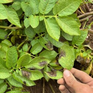 Vegetable Crop Update – Aug 16, 2026