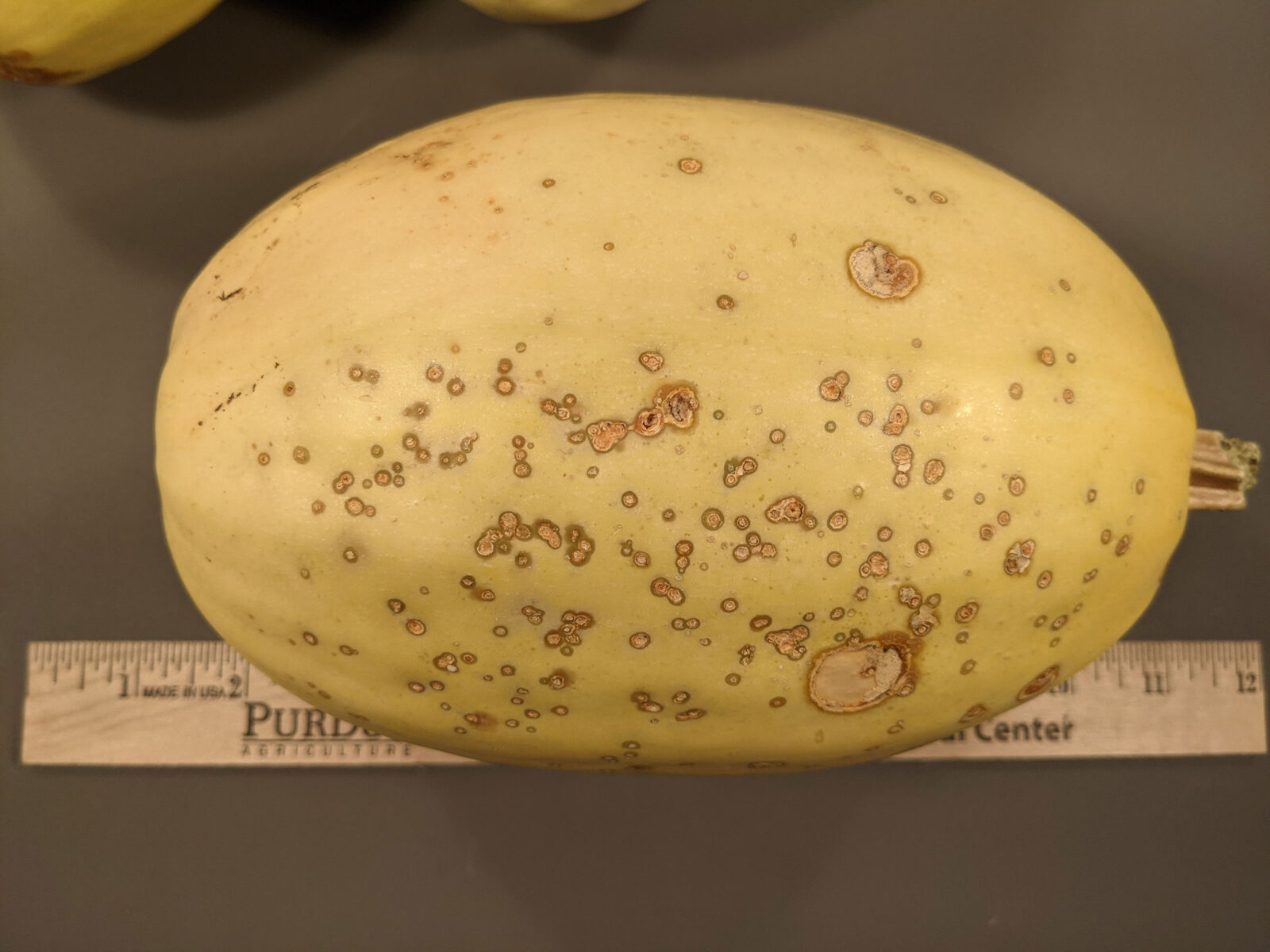 bacterial spot symptoms
