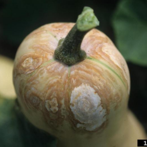 Vegetable Crop Update – Sep 13, 2026